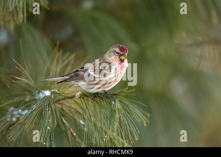 Male common redpoll perched on a pine branch. Stock Photo