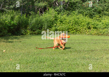 Fox red Labrador retriever puppy returning with an orange training dummy. Stock Photo