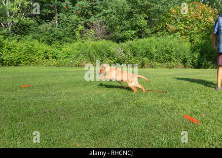 Fox red Labrador retriever - running to retrieve the orange training dummy. Stock Photo