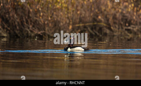 Drake ring-necked duck swimming in a northern Wisconsin lake, Stock Photo