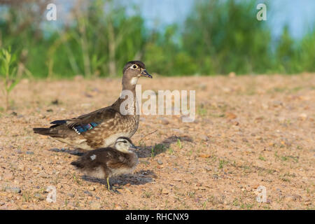 Wood duck hen and duckling in northern Wisconsin. Stock Photo