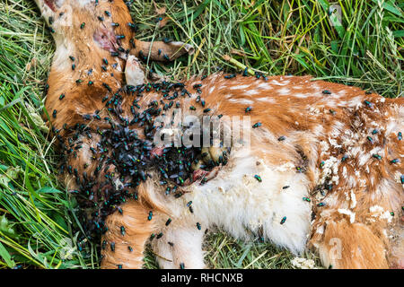 Dead white-tailed fawn - cause of death unknown. Stock Photo