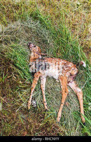 Dead white-tailed fawn - cause of death unknown. Stock Photo