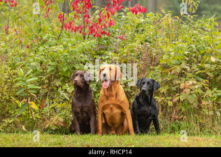 Chocolate, black, and fox red Labrador retrievers posing together in a Wisconsin backyard. Stock Photo