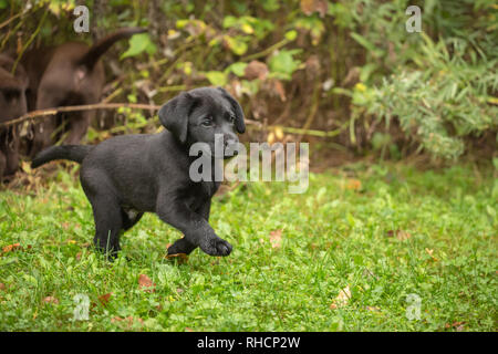 Black Labrador retriever puppy running in a Wisconsin backyard. Stock Photo