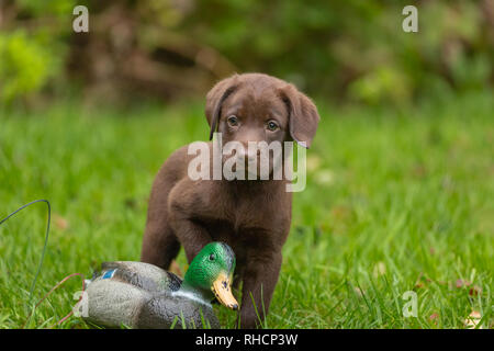 Chocolate Labrador retriever puppy and a mallard duck decoy. Stock Photo