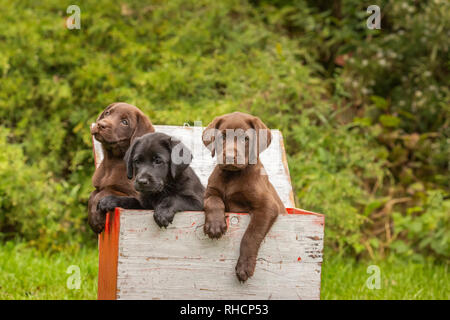 Three Labrador retriever puppies in a duck decoy box. Stock Photo