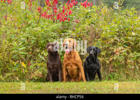 Chocolate, black, and fox red Labrador retrievers posing together in a Wisconsin backyard. Stock Photo