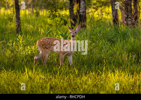 White-tailed fawn stopping to listen in a northern Wisconsin meadow.