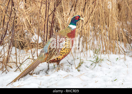 Male ring-necked pheasant standing in the northern Wisconsin snow. Stock Photo
