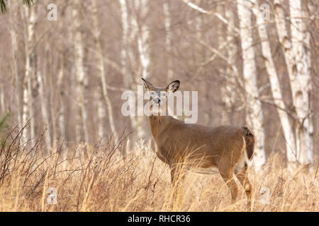 White-tailed doe standing in a northern Wisconsin field. Stock Photo