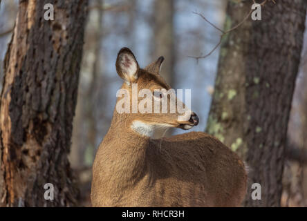 White-tailed deer Stock Photo