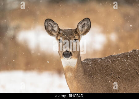 Light snow falling on a white-tailed doe in northern Wisconsin. Stock Photo