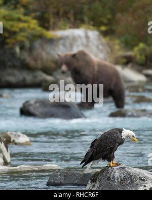 Bald eagle fishing for salmon, with brown (grizzly) bear in the background, Chilkoot River, Haines, Alaska, USA Stock Photo - Alamy Bald eagle fishing for salmon, with brown (grizzly) bear in the background, Chilkoot River, Haines, Alaska, USA Stock Photo - Alamy
