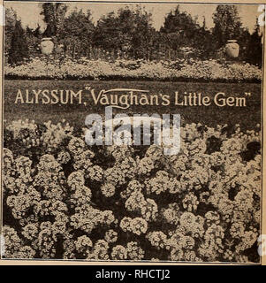 . Book for florists. Flowers Seeds Catalogs; Bulbs (Plants) Seedlings Catalogs; Trees Seeds Catalogs; Horticulture Equipment and supplies Catalogs. AGERATUM, Blue Perfection Trade pkt. Oz. Abronia Umbellata. (Sand Verbena) Carmine $0.10 $0.50 Abrus Precatorius. (Weather Plant) 10 .40 Abntilon (Flowering Maple). Hybridum Maxi- mum, new, bloom in 6 months from time of sowing, very large flowers in various shades. .50 Mixed % oz. $1.00 .50 Achimenes Mixed. Greenhouse pot plant belong- ing to Gesneraceae family. Flowers tube shaped in many attractive colors. Fine for hanging baskets and pot plants Stock Photo