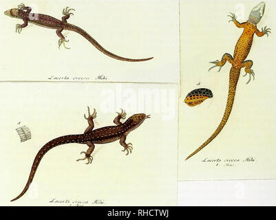 . Bonn zoological bulletin. Zoology. 222 Josef Friedrich Schmidtler &amp; Wolfgang Bohme. Fig. 7. Different specimens in different positions of Lacerta crocea Wolf in Sturm, 1805 (Undesignated plates; &quot;iconotypes&quot;). -Note 8. iA I 9. Lacerta fragilis Palmstruch &amp; Swartz, 1808 (Fig. 8). Please note that these images are extracted from scanned page images that may have been digitally enhanced for readability - coloration and appearance of these illustrations may not perfectly resemble the original work.. Zoologisches Forschungsmuseum Alexander Koenig. Bonn : Zoologisches Forschungsm Stock Photo