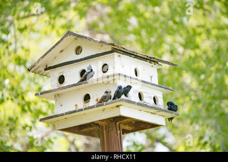 Birdhouse in outdoor national park in summer Stock Photo