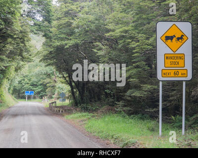 Wandering stock warning sign post, unsealed gravel road through beech forest, State Highway 38, Te Urewera, North Island, New Zealand Stock Photo