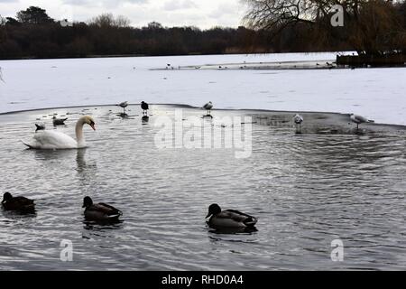 Ducks and Swans on a Partially Frozen Petersfield Lake (a.k.a Heath Pond), Petersfield, Hampshire, England. Stock Photo