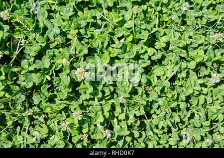 Background image of white flowering clover covering a lawn in the sunshine. Stock Photo