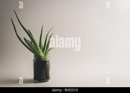 Simple and healthy green aloe vera plant used for natural, alternative medicine and treatment, on white clean background with text-space.