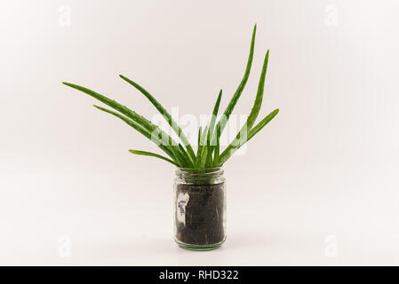 Cut-out of vibrant green, healthy aloe vera plant in an alternative reused hipster flowerpot isolated on clean white background. Stock Photo