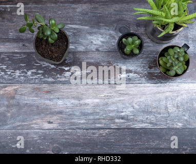 Top view of  growing green succulent plants in different alternative hipster plant pots on rustic wood background with copyspace. Stock Photo