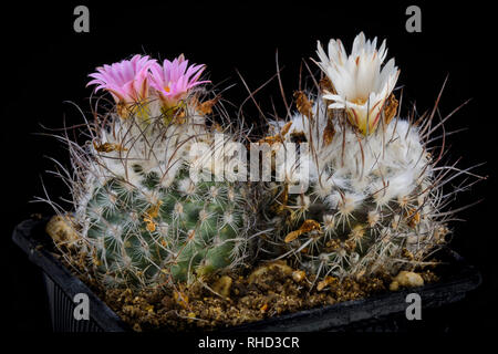 Cactus Turbinicarpus with flower isolated on Black Stock Photo