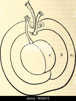 . The book of the garden. Gardening. 528 FRUIT GARDEN. narily good situations; and if protected with portable board copings while the trees are in bloom, it will be found a pretty certain security against late spring frosts. The fundamental rules are, allowing the shoots plenty of room on the wall or espalier by thinning out the older branches that may have become exhausted, or can be readily spared, and laying in young wood as required, either by being directly at- tached to the wall, or trained upon the older and barren branches. There are often gross watery shoots which arise towards the lo Stock Photo