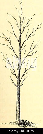 . The book of the garden. Gardening. PRUNING AND TRAINING. 405 stem, or of the main branches, of ramifying trees, such as the oak, chestnut, &amp;c, whose main limbs for certain purposes are as valuable as the trunk itself, be our object. Nevertheless, this is a business requiring caution and early attention, for if lateral branches be allowed to form near the bottom of the stem, and per- mitted to continue, their amputation afterwards has a serious effect not only on the constitution of the tree, but on the quality of the timber also. " When a large branch is cut off immediately from the Stock Photo