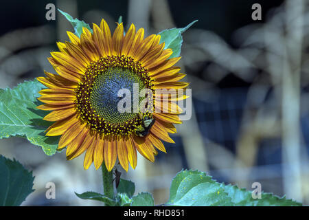 A bee, a bug and a sunflower against a defocused background. Stock Photo