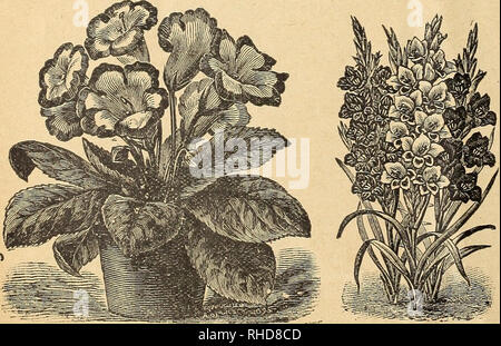 Farewell to spring, Clarkia amoena subsp. lindleyi (Large-flowered