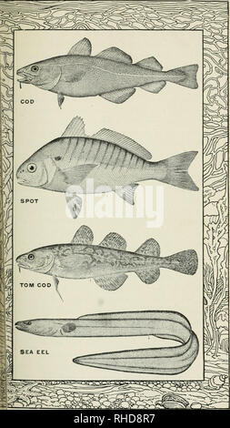 THE BOOK OF FISH AND FISHING by Louis Rhead: Good Hardcover (1908) 1st  Edition