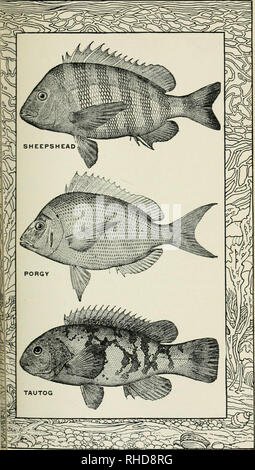 The book of fish and fishing; . POPULAR SALT-WATER GAME FISH