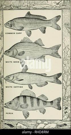 The book of fish and fishing : a complete compendium of practical