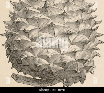 . The book of evergreens, a practical treatise on the coniferae, or cone-bearing plants. Evergreens; Coniferae. THE PINE SUB-FAMILY. 99 rigitl, stout, pale green color. Cones, 3 inches long, yel- lowish-brown, ovate, sessile, clustered in whorls; with tliick, woody scales, anued at the apex with stout prickles, which are incurved on the upjier scales, and recurved on tlie lower ones. Branches, rigid and irregular; with cy- lindrical, obtuse, brownish buds, covered with white resin. M^ >' >^vf. Fig. 13.—CONE OF PINUS PUNGENS. Seeds, rather small and very dark colored. Cotyledons, 6 to 8.  Stock Photo