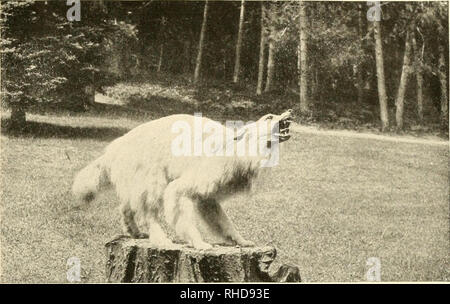 . The book of dogs; an intimate study of mankind's best friend. Dogs. THE NATIONAL GEOGRAPHIC MAGAZINE 87. THE OFFSPRING OF A TIMBER WOLF AND COLEIE DOG During the winter of 1917 wolf tracks were observed leading from tlie south shore of Lake Superior across the ice to Grand Island, one of the finest game preserves east of the Mississippi. Several days later some carcasses of deer were found, and a trap was placed near the remains. The next day one of the game protectors found an animal struggling in the trap and he killed it before having a chance to examine the animal. While looking much lik Stock Photo