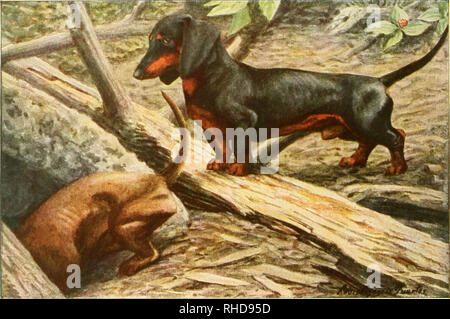. The book of dogs; an intimate study of mankind's best friend. Dogs. DACHSHUND. Please note that these images are extracted from scanned page images that may have been digitally enhanced for readability - coloration and appearance of these illustrations may not perfectly resemble the original work.. National Geographic Society (U. S. ); Fuertes, Louis Agassiz, 1874-1927; Baynes, Ernest Harold, 1868-1925. Washington, D. C. , The National geographic society Stock Photo