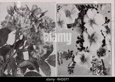 . Book for florists. Flowers Seeds Catalogs; Bulbs (Plants) Seedlings Catalogs; Vegetables Seeds Catalogs; Trees Seeds Catalogs; Horticulture Equipment and supplies Catalogs. RUGOSA ROSE, Grootendorst ROSA HUGONIS Each 2 to 3 ft $0.50 1.00 HAMAMELIS Virginica (Witch Hazel Vernalis. 2 to 3 ft Vemalis. 3 to 4 ft HIBISCUS Syriacus. (Rose of Sharon), Druble Blue Pink. Red or White. 2 to 3 ft â 3 to 4 ft HYDRANGEA Arborescens Grandiflora. 2-year. . 3-year Paniculata Grandiflora. 2-year 3- year 4- year Tree Form. Stem, 3 to 4 ft KERRI.A. Japonica. 2 to 3 ft Japonica fl. pi. 18 to 24 in KOLKWITZIA Am Stock Photo