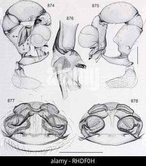 . Bonner zoologische Monographien. Zoology. HUBHR, Rl'N'lSlON AND CLADISTIC ANAIVSIS OV PI/OICI 'S ANH CI OSIW Rl-1 Al l-l) 1 AXA (ARANl-AI., I'l lOlClDAK). FIG. 874-878. Pholcus kyondo. 874, 875. Left male palp, prolateral and retrolateral views. 876. Left procur- sus, prolateral view. 877, 878. Cleared female genitalia, ventral and dorsal views. Scale lines: 0.5 (877, 878), 0.3 (874, 875). Diagnosis. Easily distinguished from most African pholcids by unmodified male chelicerae (as in Ph. twa; cf Fig. 861); also by appendix reduced to mem- branous lobe (Fig. 874) and simple epigynum with pair Stock Photo