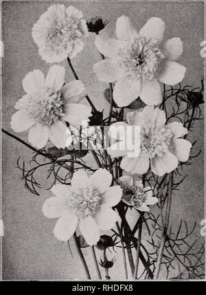 . Book for florists. Flowers Seeds Catalogs; Bulbs (Plants) Seedlings Catalogs; Vegetables Seeds Catalogs; Trees Seeds Catalogs; Horticulture Equipment and supplies Catalogs. 8 VAUSM^lf'^. COSMOS Double Early-Flowering Mixed CHRYSANTHEMUM—Continued Trade pkt. Or. Inodorum Plenissimum. Double white, 20 in ?0.15 SO.bO Bridal Robe. Pure white, extra double, compact, fine foliage. 20 in H or., 40c .25 1.40 Japonicum fl. pleno. Double Japanese, mixed. 2 ft. Ho:., SI.20 .50 .... Segetum (Eastern Stan. Light yellow with dark center and yellow ring. 20 in 10 .40 Gloria (Morning Stan. Primrose flowers, Stock Photo