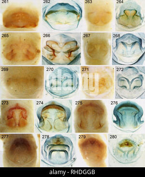 . Bonner zoologische Monographien. Zoology. HL'BER, RFA ISION AND CI ADISTIC ANALYSIS OY- PHOl.CUS AND Cl.OSI-LY Rl-l AI^Firi AXA {ARANHAH, I'HOl.Cll^fAE). FIG. 261-280. Photographs of epigyna, ventral views, and cleared female genitalia, dorsal views, Leptopholcus Äiid Micromerys. 261, 262. L. lokobe, from Lokobe. 263, 264. L. talatakely. 265, 266. L. griswoldi. 267, 268. L. borneensis. 269, 270. L kandy. 271, 272. L. huongson. 275, 274. L. tanikawai. 275, 276. L. podophthalmus. 177, 278. Mm. papua. 279, 280. Mm. baiteta. 65. Please note that these images are extracted from scanned page image Stock Photo