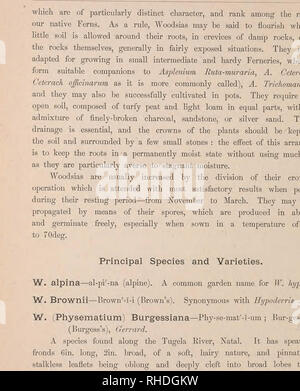. The book of choice ferns for the garden, conservatory. and stove : describing and giving explicit cultural directions for the best and most striking ferns and selaginellas in cultivation. Illustrated with coloured plates amd numerous wood engravings. Identification; Ferns. . Please note that these images are extracted from scanned page images that may have been digitally enhanced for readability - coloration and appearance of these illustrations may not perfectly resemble the original work.. Schneider, George. London : L. U. Gill Stock Photo