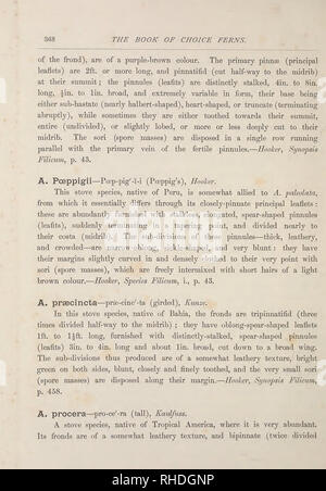 . The book of choice ferns for the garden, conservatory. and stove : describing and giving explicit cultural directions for the best and most striking ferns and selaginellas in cultivation. Illustrated with coloured plates amd numerous wood engravings. Identification; Ferns. . Please note that these images are extracted from scanned page images that may have been digitally enhanced for readability - coloration and appearance of these illustrations may not perfectly resemble the original work.. Schneider, George. London : L. U. Gill Stock Photo