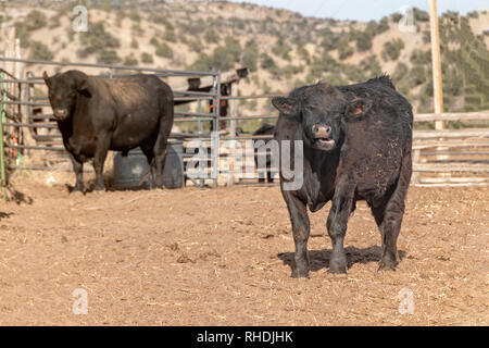 Cattle on farm in southwest USA Stock Photo