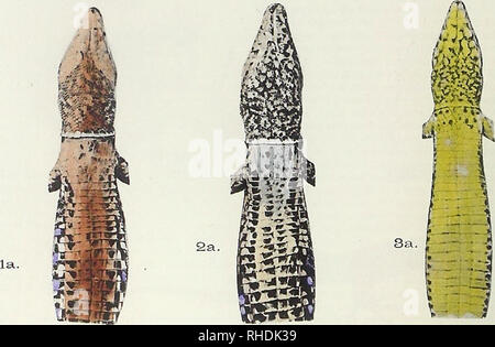 . Bonn zoological bulletin. Zoology. 316 Josef Friedrich Schmidtler. Fig. 9. Ventral sides of &quot;Lacerta muralis vars. lilfordi / serpa / brueggemanni&quot; (i.e. now three different species of Podarcis), from Boulenger (1905: pi. XXII). - Hand coloured photos (The combination of hand colouring and photographs was very unusu- al then in natural science). The spotting and the colouration are of systematic importance in these &quot;varieties&quot;. The diagnostic fea- tures, especially the sutures of the shields, are not presentable simultaneously in the same figure (See Fig. 8!). - In 1853 t Stock Photo