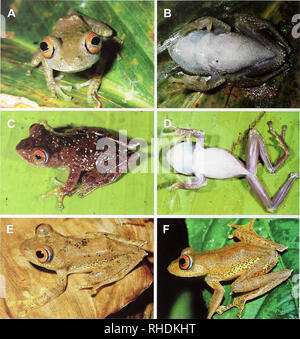 Bonn zoological bulletin Boophis quasiboehmei 3 Stock Photo Alamy