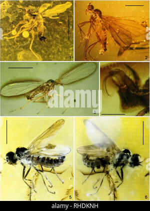 Bonn zoological bulletin - Ragas eocenica (male) in amber Stock Photo ...