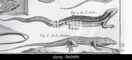 . Bonn zoological bulletin. Zoology. Fig. 5. Excerpt with &quot;Lezard gris (Lacerta agilis)&quot; from Bonnaterre (1789: 44 and pi. 6, fig. 2). This copy of Pennant's Scaly lizard (= Zootoca vivipara; see fig. 4) was intended to represent a current French Podarcis muralis. See some single falsifications because of this cribbing: The more reduced pileus scalation, the reduced spotting upon the dorsum and the even scalation of the tail compared with the verticillate and rugose formadon of the original. - Note 4. only in their systematics!). Here, Linnaeus (1758) and Lacepede (1788) may be chara Stock Photo