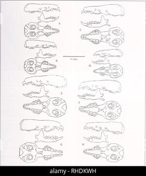 Bonner Zoologische Monographien Zoology 102 Fig 34 Distribution Of The Tlogon Viridis Superspecies Explanation Trogon Viridis 1 2 3 Dashed Area And Dotted Circles T V Me Lanopterus 1 Stippled